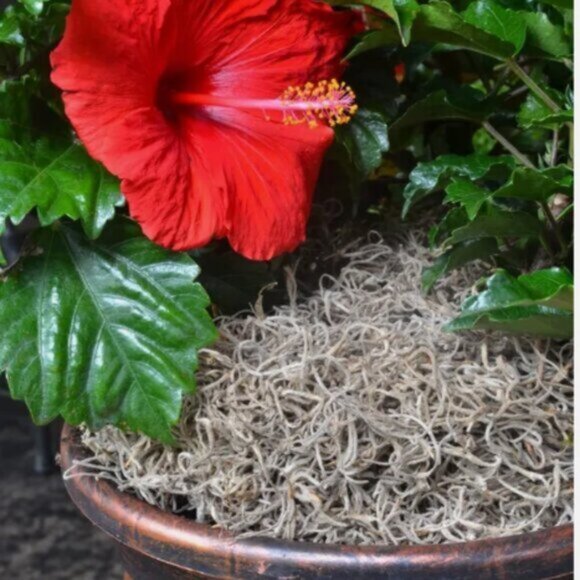 Halloween for scary prompts Spanish Moss ( the same stuff you see in Florida!) - Picture 4 of 8